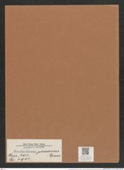 Coscinodiscus peruanus Grun. (de-Toni-Nr.: Genus 202, Species 4902) Zeichnungen Sammlung Grunow Mappe 04734 (Herbarium_W_Grunow_drawings_Folder_04734)